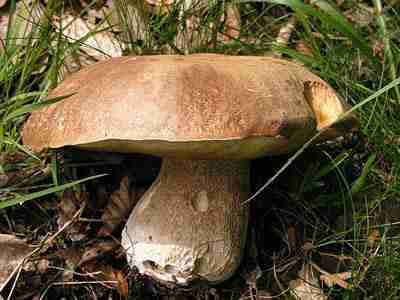  Image name: 187 Porcino.jpg 
 width: 400 pixel 
 height: 300 pixel 
 Size: 13657 bytes 
 Click to enlarge 